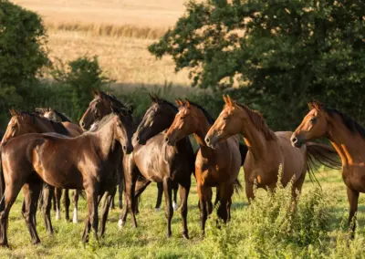 Pferdeherde auf einer Wiese