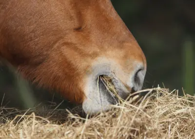 Pferdenüster Detail, Pferd frisst Heu