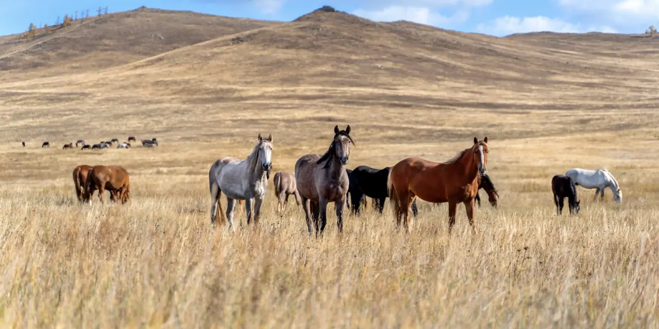 Das Pferd als Steppentier: Warum die Evolution unsere Pferdehaltung bestimmt