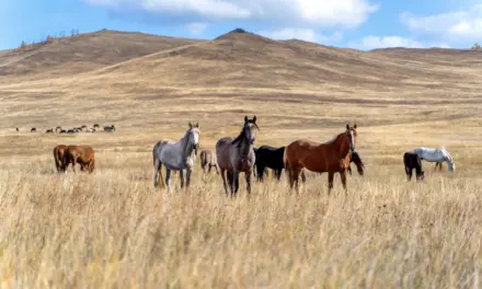Das Pferd als Steppentier: Warum die Evolution unsere Pferdehaltung bestimmt