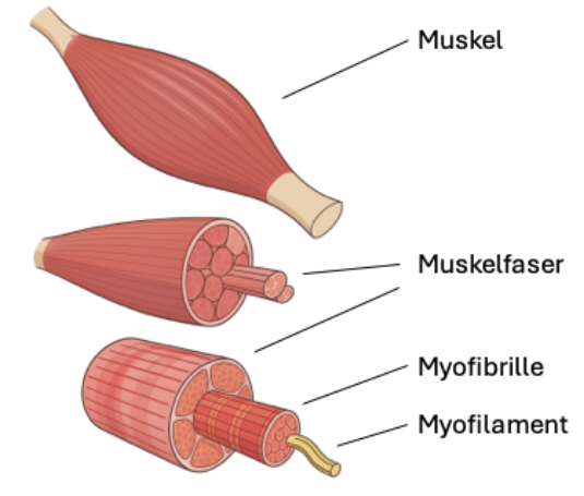 Aufbau eines Muskels, Schematisch Abgebildet