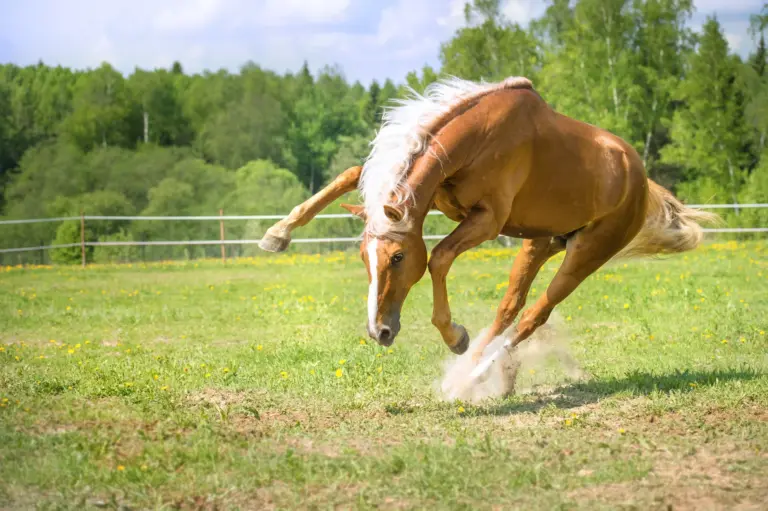 Pferd bockt über eine Wiese