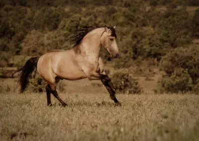 Falben Hengst im Galopp auf Wiese