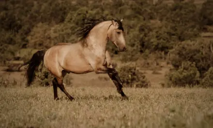 Falben Hengst im Galopp auf Wiese