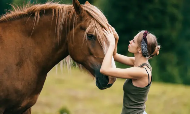 5 Schritte, mit denen du deinem Pferd beim Abnehmen hilfst