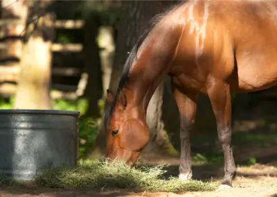 Pferd frisst Heu vom Boden