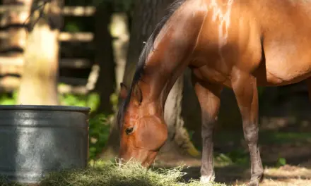 Pferd frisst Heu vom Boden