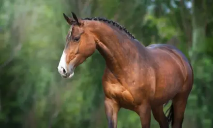 Braunes Pferd, Portraitaufnahme