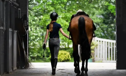 Training und Umgang mit Hengsten – Sicherheit, Respekt und Fairness