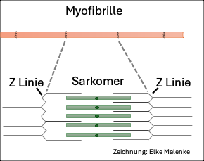Myofibrille, Schematische Abbildung