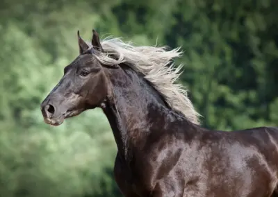 Junges Pferd im Galopp, Portrai