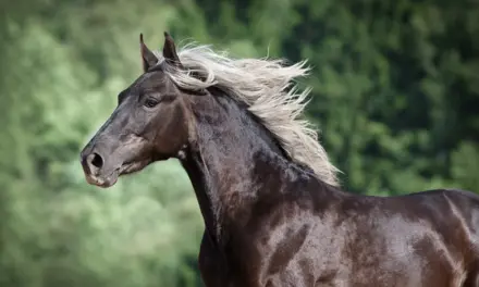 Junges Pferd im Galopp, Portrai