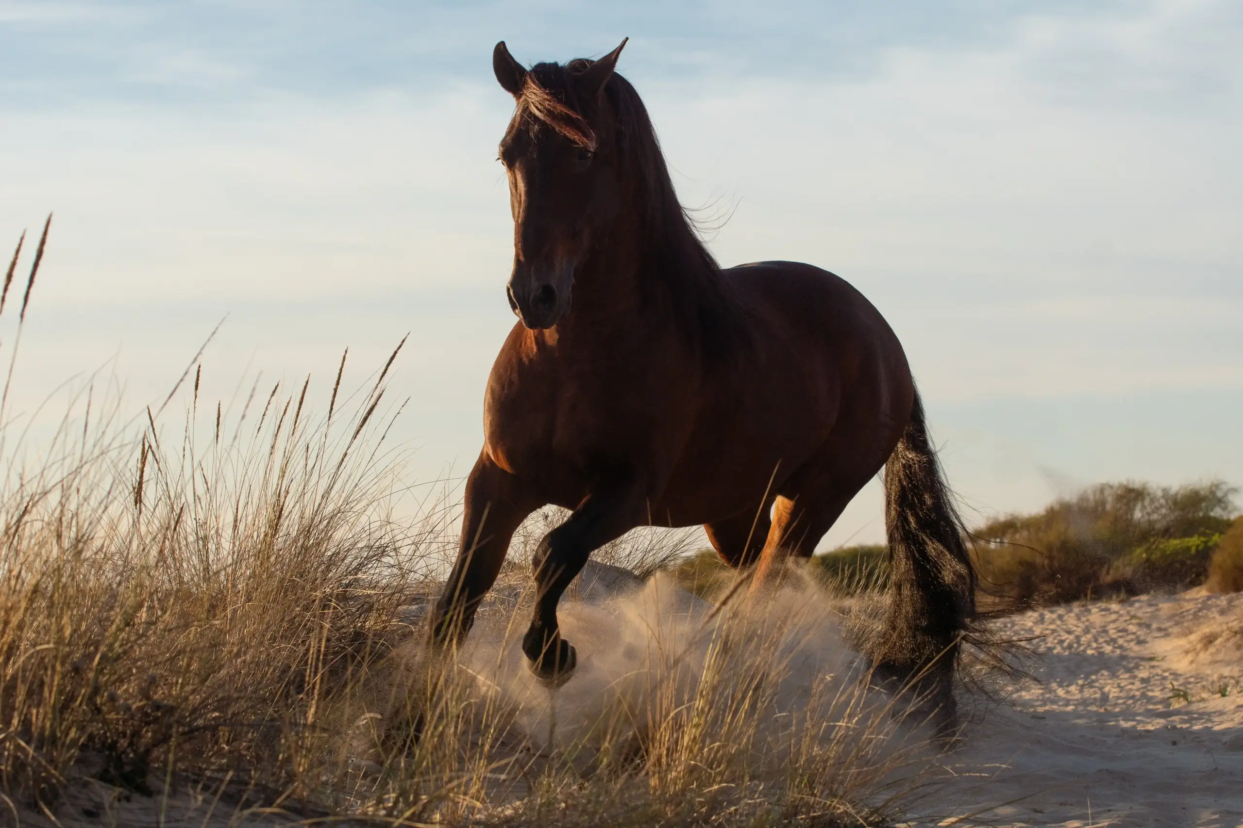 Hengst am Strand