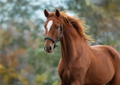 Neugieriges Pferd