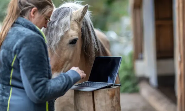 Aktivstall: Wenn Technologie auf Pferdehaltung trifft