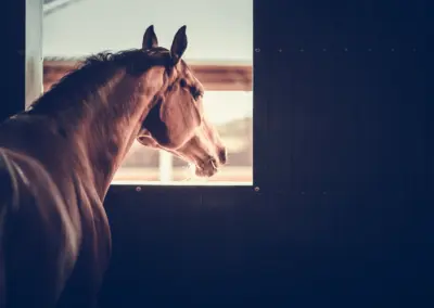 Pferd guckt auf einem Boxenfenster nach draußen