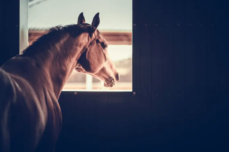 Pferd guckt auf einem Boxenfenster nach draußen