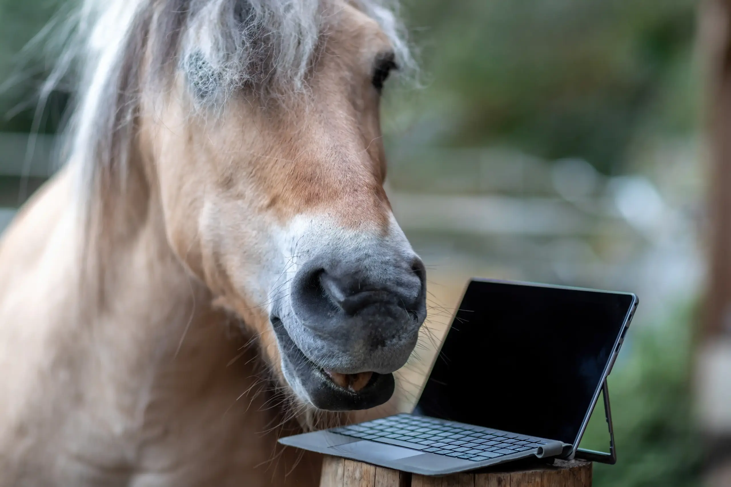 Pferd mit Laptop am Stall