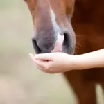 Psychologie des Abnehmens beim Pferd