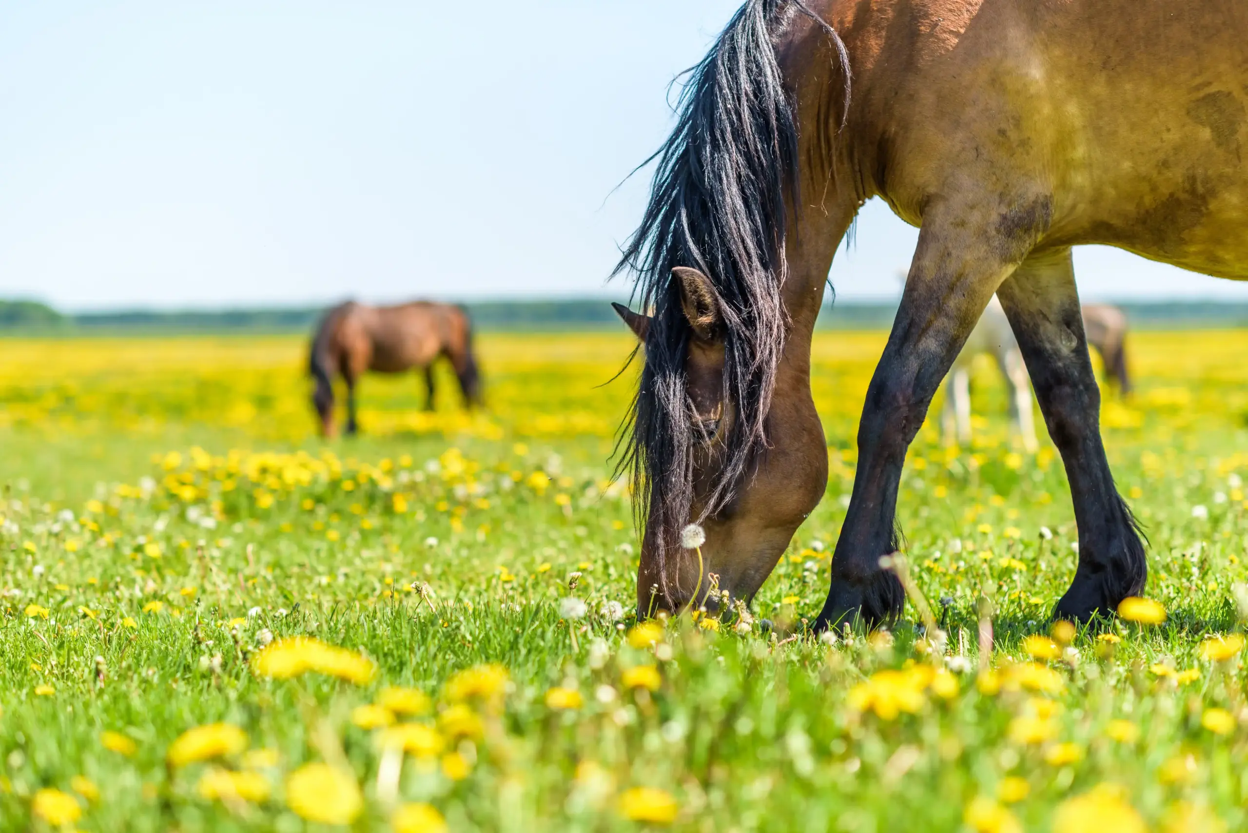 Pferd steht auf einer Löwenzahnwiese, Close-up