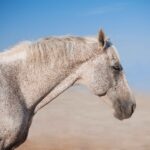 Dickdarmprobleme beim Pferd: Verstehen, Erkennen und Vorbeugen