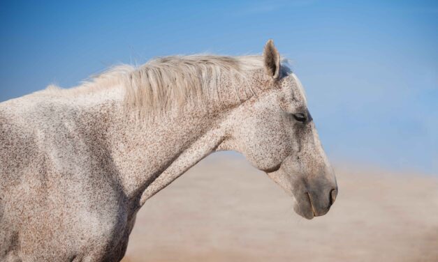 Dickdarmprobleme beim Pferd: Verstehen, Erkennen und Vorbeugen