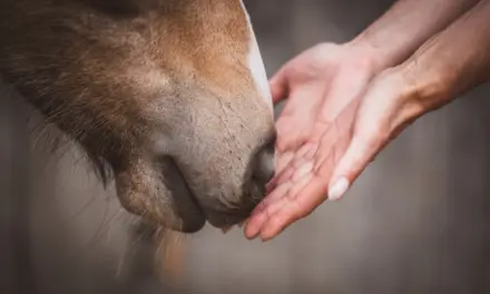 Ayurveda – die älteste ganzheitliche Heilkunst der Welt