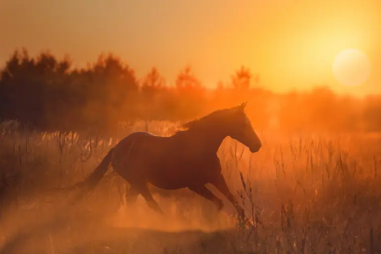 Pferd galoppiert im Sonnenuntergang