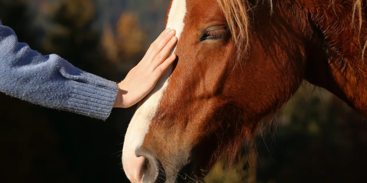 Welches Dosha hat mein Pferd?