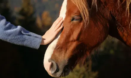 Welches Dosha hat mein Pferd?