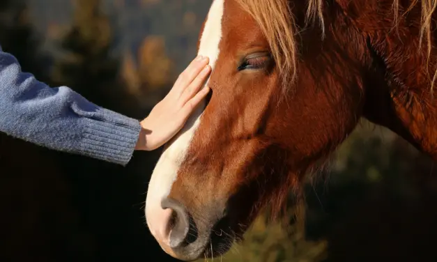 Welches Dosha hat mein Pferd?