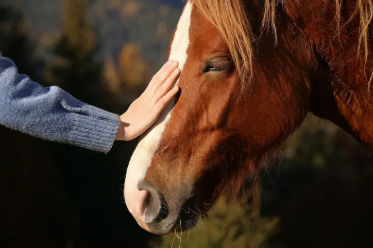 Eine Hand streichelt ein Pferd an der Stirn