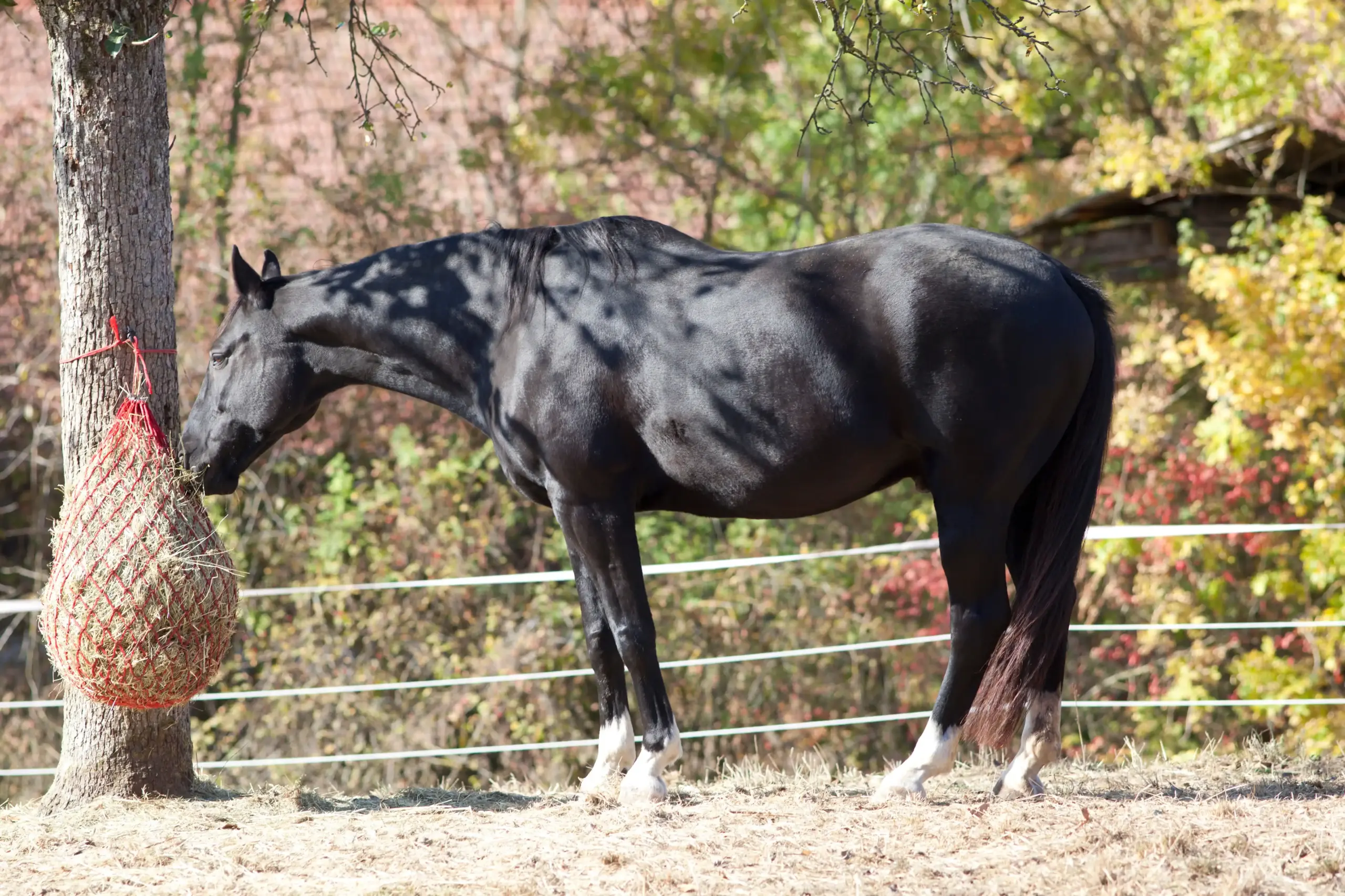 Pferd mit einem Heunetz auf Weide