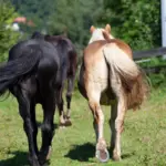 Mindestanforderungen und gesetzliche Vorgaben in der Pferdehaltung
