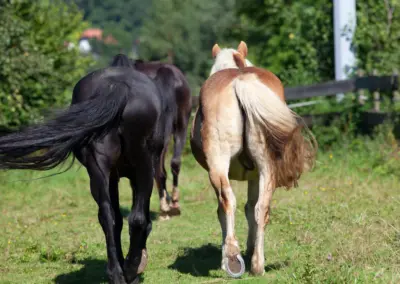 Zwei Pferde auf dem Weg zur Weide, Hinteransicht
