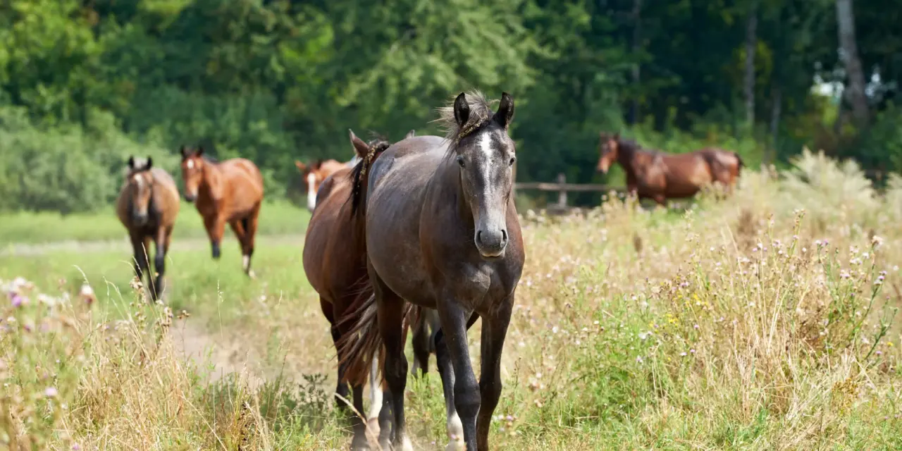 Paddock Trail: Wenn der Weg das Ziel ist