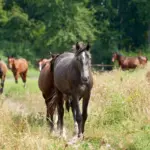 Paddock Trail: Wenn der Weg das Ziel ist