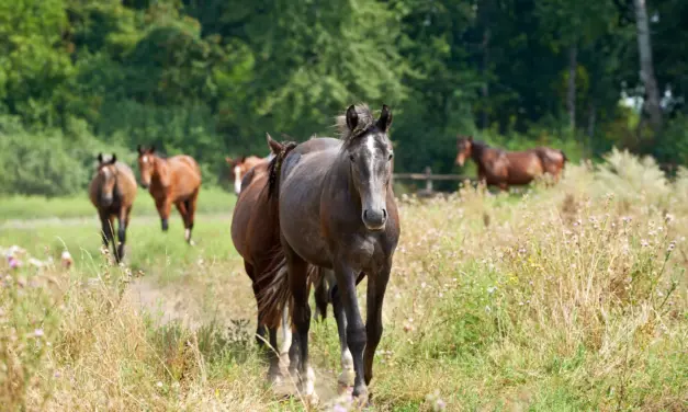 Paddock Trail: Wenn der Weg das Ziel ist