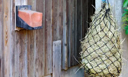 Übergewichtige Pferde managen: Ein kritischer Blick in den Futtertrog