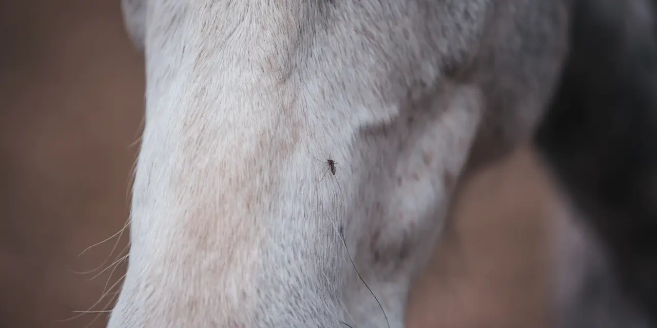 Infektiöse Anämie der Einhufer (EIA): Symptome, Übertragung und Schutzmaßnahmen