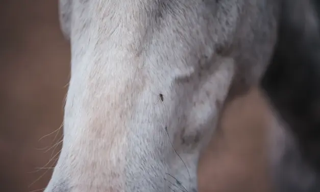 Infektiöse Anämie der Einhufer (EIA): Symptome, Übertragung und Schutzmaßnahmen