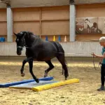 Abnehmen mit EquiGym®