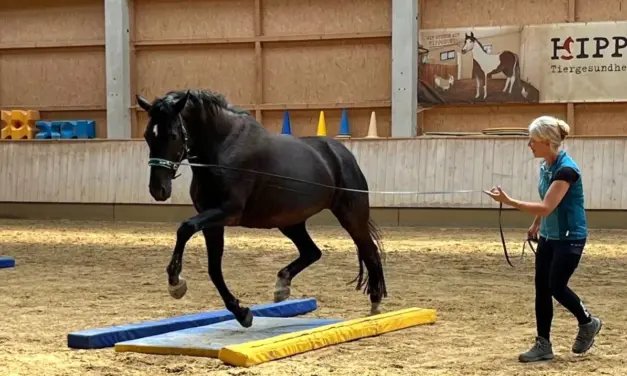 Abnehmen mit EquiGym®