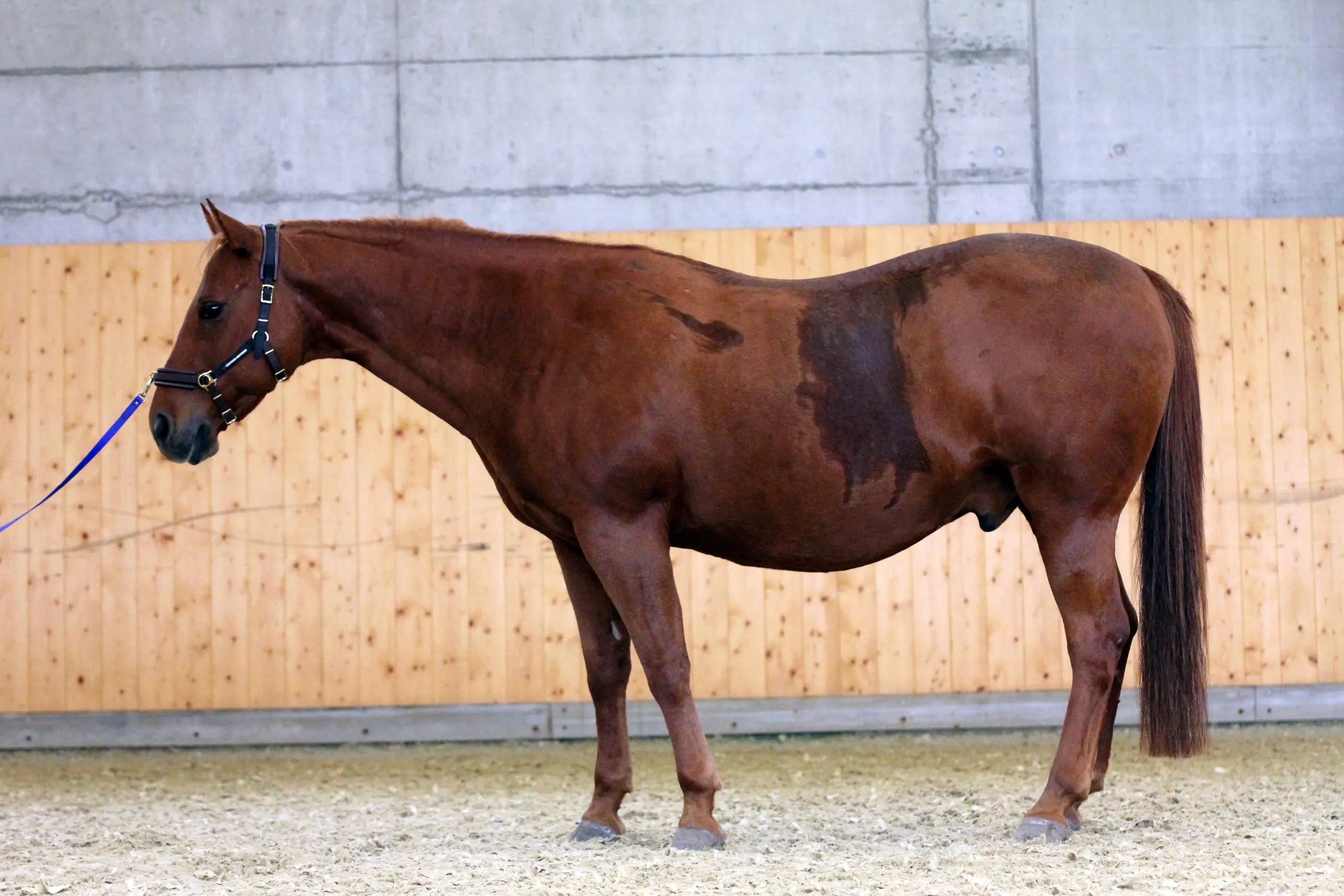 Dickes Pferd in einer Halle