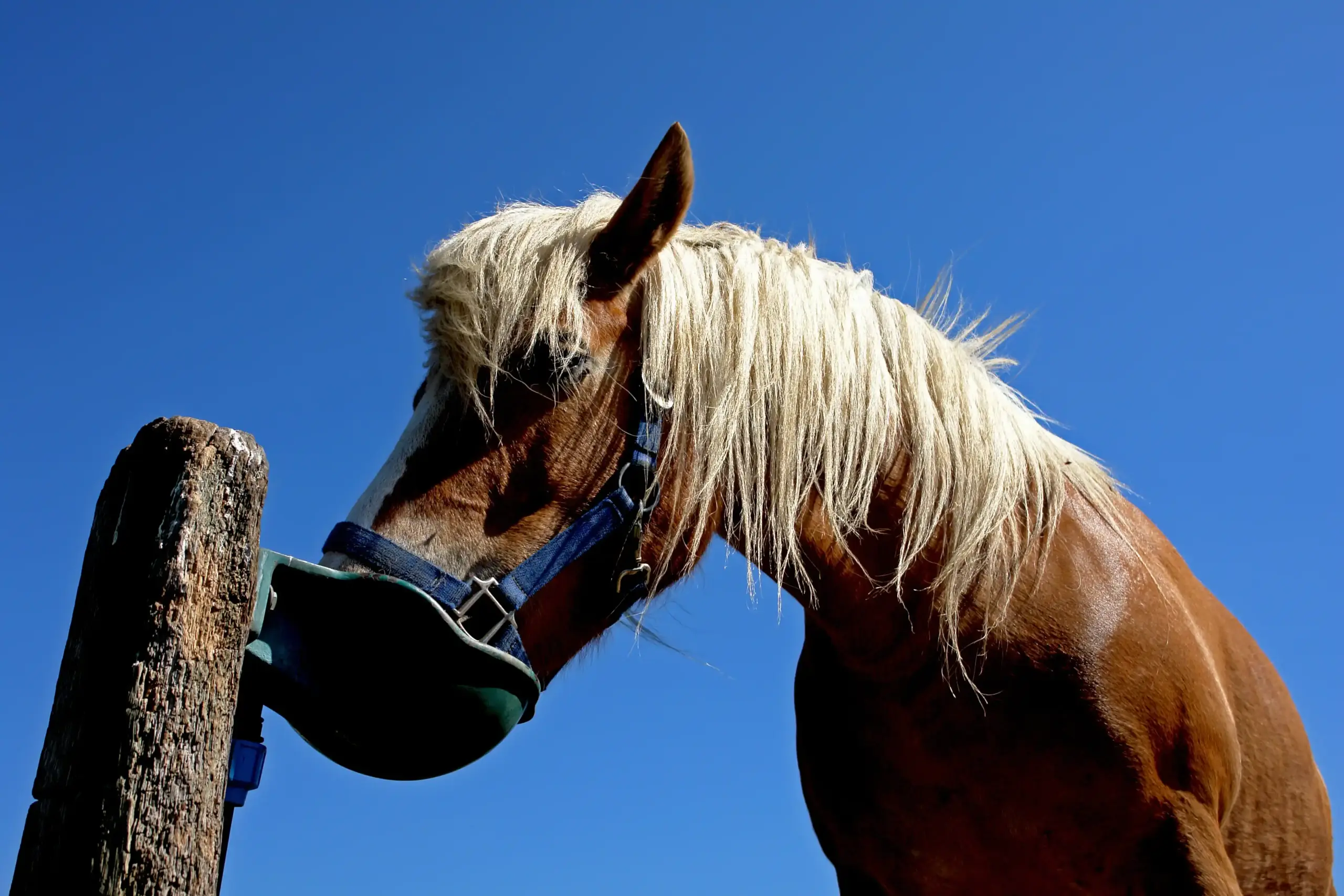 Pferd trinkt aus einer Druckselbsttränke