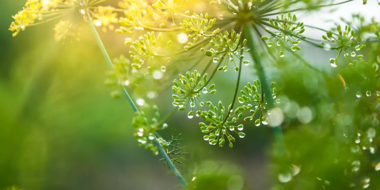 Kräutertipp: Fenchel
