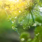 Kräutertipp: Fenchel