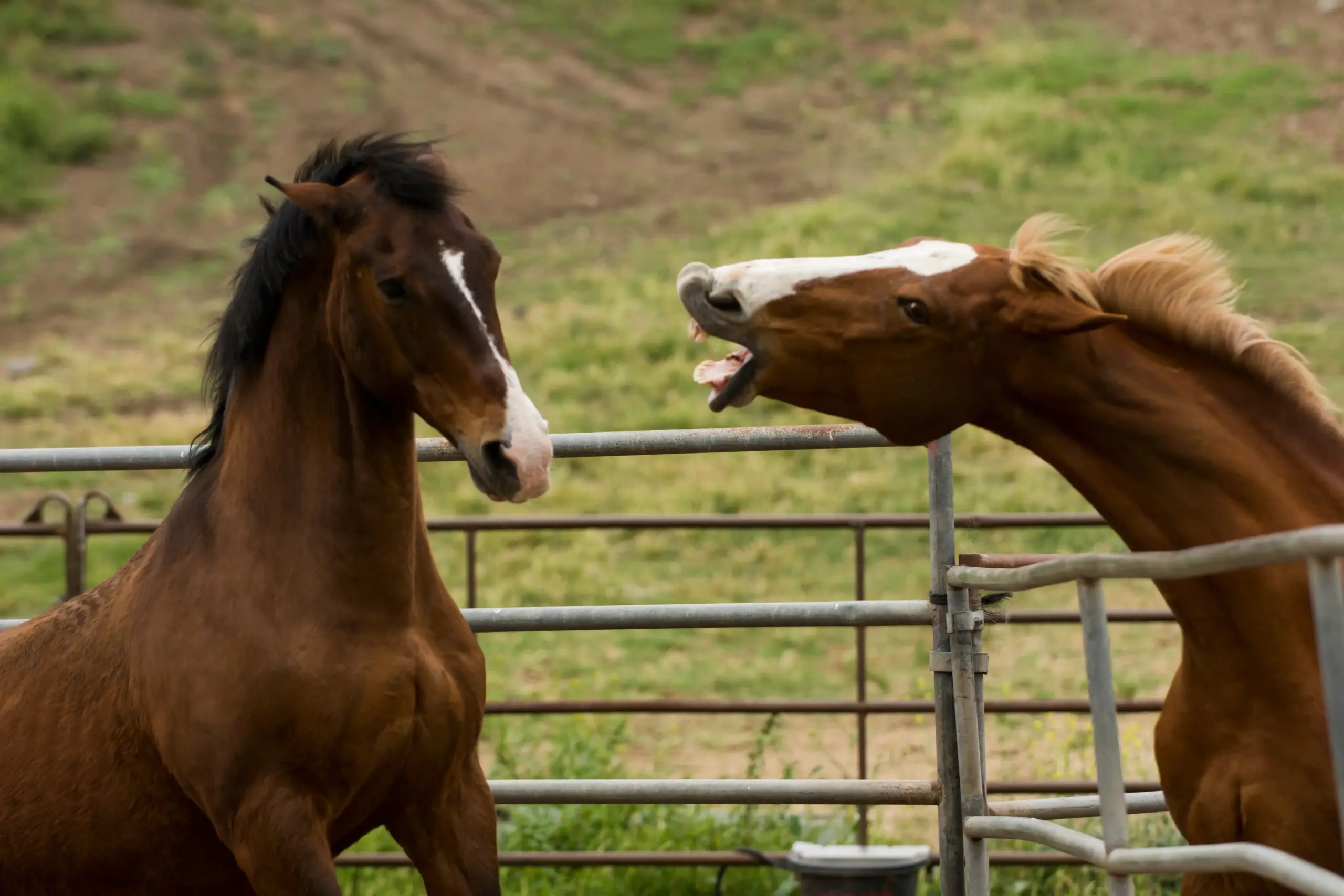 Aggressives Verhalten von einem Pferd über den Zaun