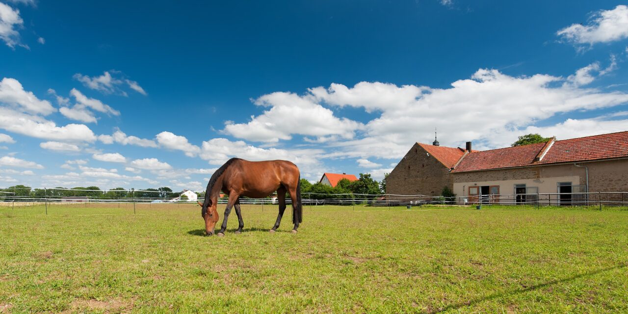 Einzelhaltung von Hengsten so artgerecht wie möglich gestalten