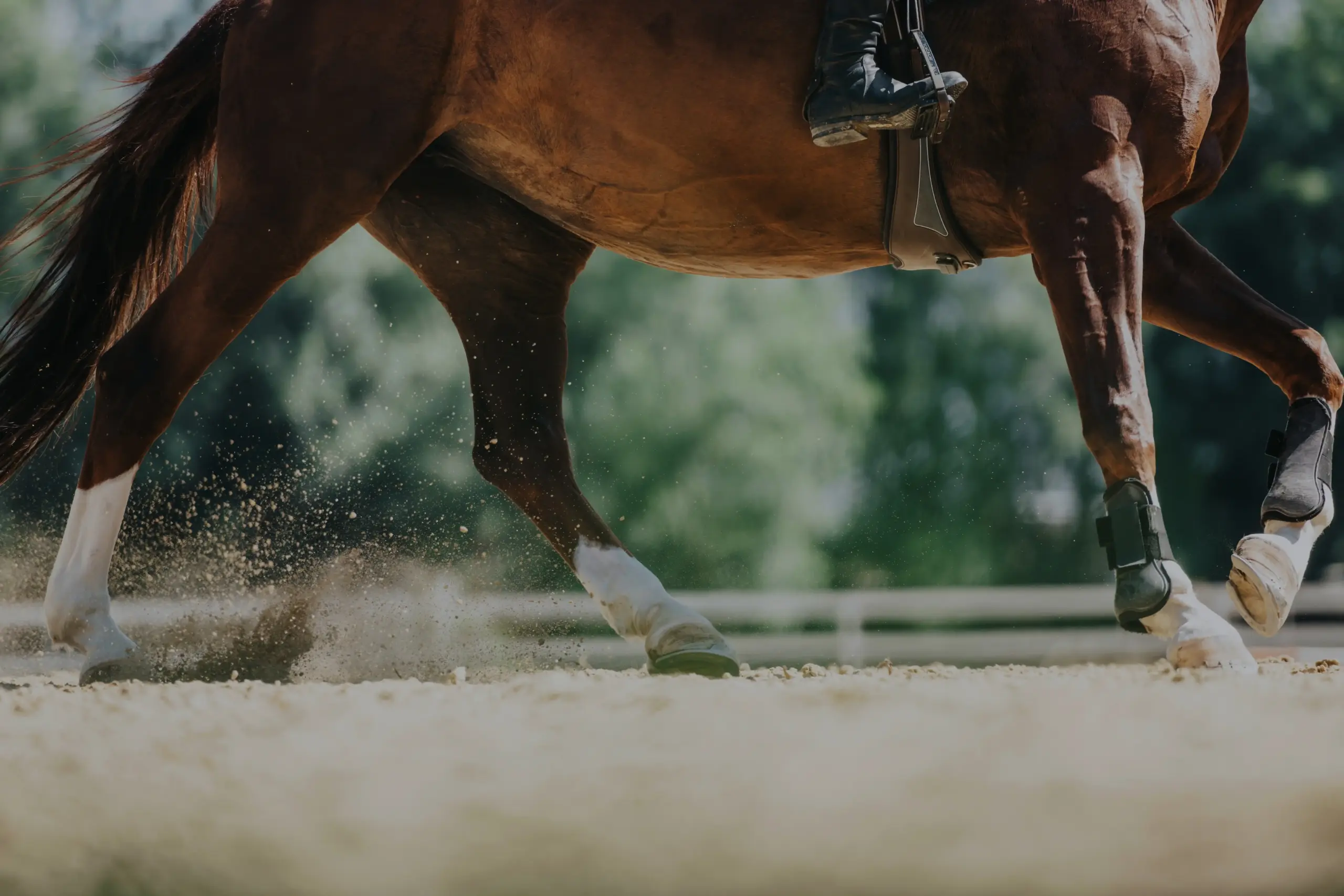 Detailbild Pferd im Galopp auf dem Platz